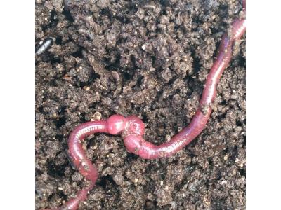 کود کاملا ارگانیک ورمی کمپوست در اصفهان 