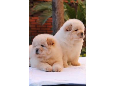 سگ چاوچاو(چوچو)اصیل