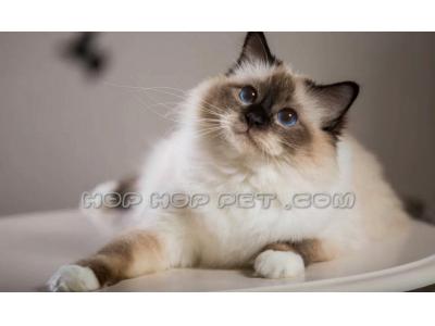 فروش گربه پرشین و اسکاتیش