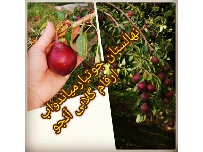 نهالستان جوتیار میاندوآب فروش انواع نهال مثمر ، نهال گردو و نهال گلابی 