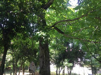 415 زمین در جاده سرسبز قلعه رودخان فومن (قابل ساخت با کاربری مسکونی)