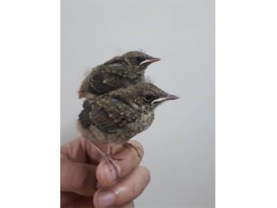  بلبل هزاردستان 