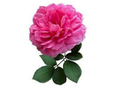 اکادمی روشنک حبیبی آموزش آرایشگری