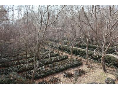 3200 متر عمارتی باغ ویلایی در خوشنام ملارد