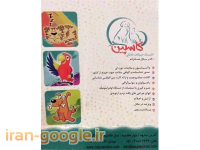 معاینات تخصصی قلب و چشم حیوانات خانگی-کلینیک دامپزشکی در مشهد  ، مرکز جراحی و کلینیک دامپزشکی کاسپین 