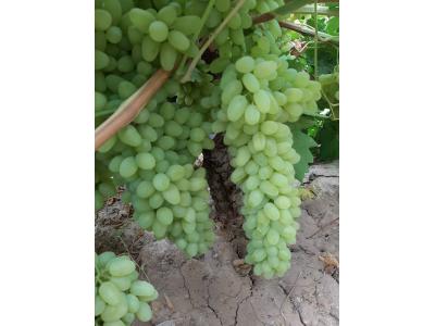 انگور بی دانه صادارتی کاشمر
