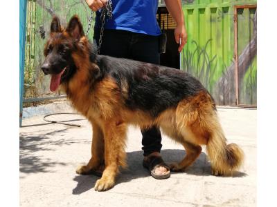 ژرمن شپرد سگ اصیل آلمانی