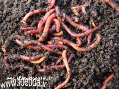 خريدوفروش كرم فتيدا(ورمي كمپوست برگ سبز)