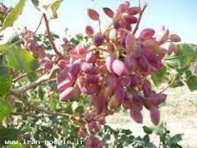 فروش 18750متر زمین پسته ای در قوام اباد