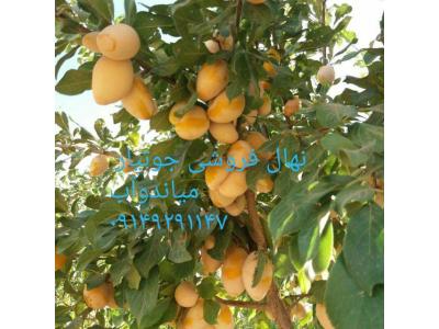 نهالستان جوتیار میاندوآب فروش انواع نهال مثمر ، نهال گردو و نهال گلابی 