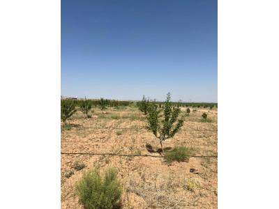مجتمع باغچه ای مزرعه بادام چسکین (باغات4هزارمتری بادام در بوئین زهرا)