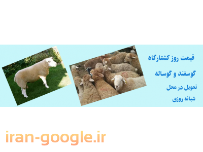 گوسفند زنده با نازلترین قیمت در مشهد-فروش گوسفند زنده در مشهد 