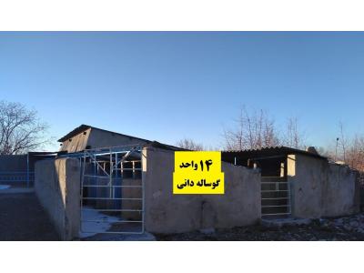 فروش گاوداری فعال و مجهز در قزوین