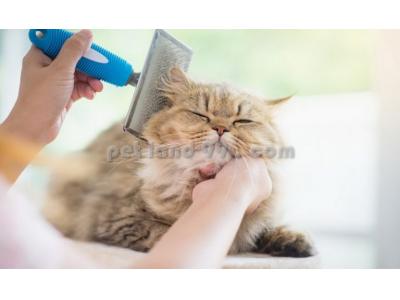 کلینیک دامپزشکی غرب-آموزش آرایش سگ و گربه
