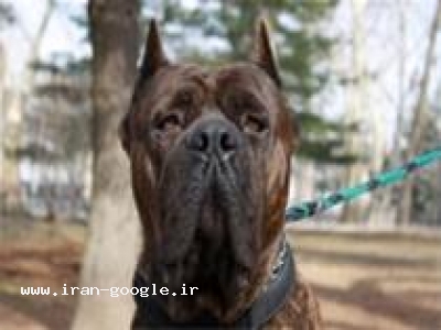 فروش انواع گارد-سگ گارد راتوایلر ژرمن کن کورسو09123251047