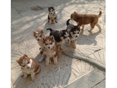 توله هاسکی مو بلند(مالاموت)