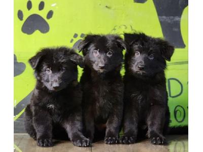 توله ژرمن شولاین