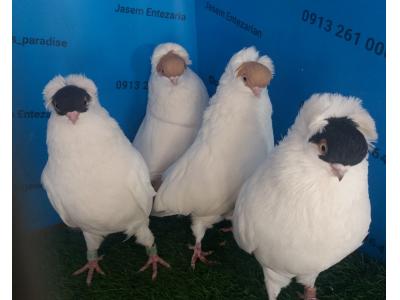 فروش کبوتر زینتی و قفس