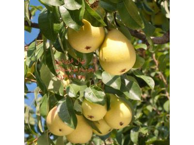 احداث باغ سیب-نهالستان جوتیار میاندوآب فروش انواع نهال مثمر ، نهال گردو و نهال گلابی 