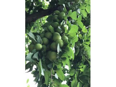 فروش یا معاوضه باغ 