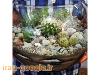 کاکتوس و ساکولنت در رشت