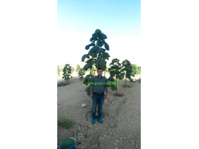 ثبت سفارش بهترین نهال پالونیا هیبرید پائولونیا تضمینی مزرعه چوب 