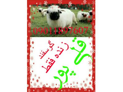 گوسفند زنده در مشهد 