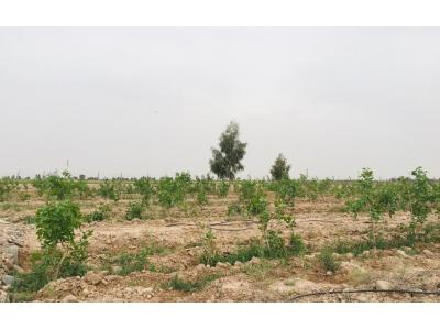 باغ پسته 1527 متری در گرمسار