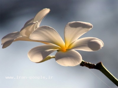 لیزر IPL با پالس نوری شدید رفع موهای زائد 