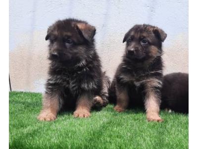 فروش توله سگ ژرمن باهوش