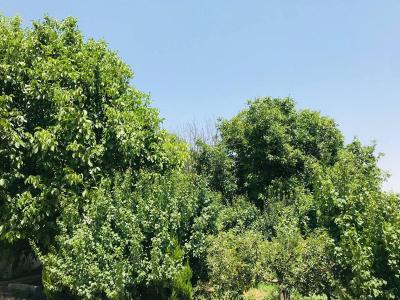 خرید باغ ویلا در ملارد-باغچه ی 600 متری در ملارد