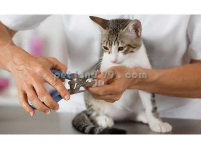خدمات آرایش و پیرایش-آموزش آرایش سگ و گربه