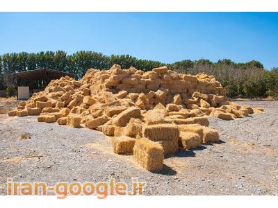 خرید و فروش علوفه دامی بدون واسطه