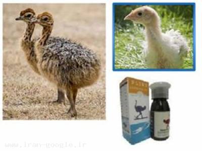 فروش جوجه بوقلمون ، فروش جوجه شترمرغ 09123011634