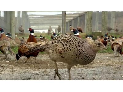 گوشت قرقاول پُروتی؛ تقویت ضعف بدن در کرونا