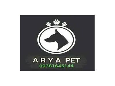 فروش سگ آپارتمانی-فروش سگ پارمرنیان 