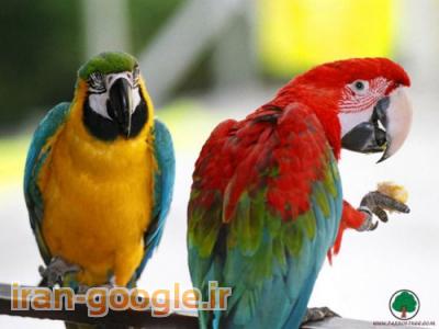 بهترین خریدار کاسکو،کاکادو و آرا