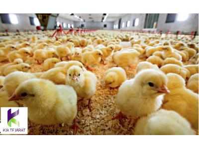 فروش ویژه خوراک مرغ