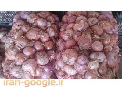 فروش پیاز عطری