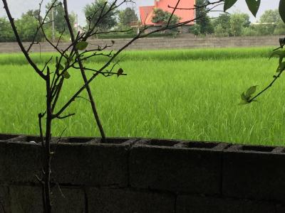 فروش 1280 متر زمین در قلعه رودخان فومن ( 3 ساعت فاصله تا تهران ) با ویو عالی رو به جنگل