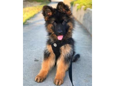 فروش همیشگی توله های ژرمن شپرد شولاین