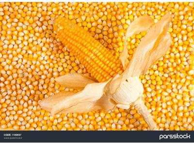 ذرت - روغن - آنزیمیت