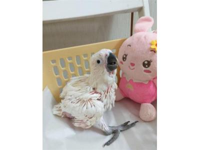  فروش طوطی کاکادو - جوجه کاکادو 