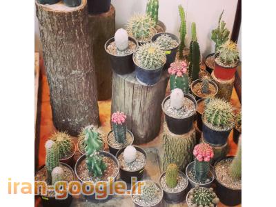 کاکتوس و ساکولنت در رشت