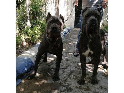 سگ پت-توله های سگ نگهبان نژاد کن کورسو با نسلی خالص وناب