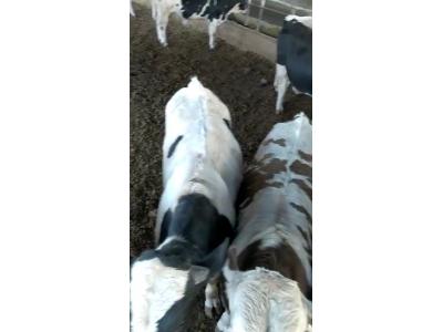 فروش 6 راس گوساله نر هلشتاین