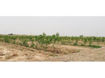 باغ پسته 1527 متری در گرمسار