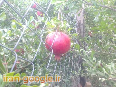 خرید رب انارخالص خانگی+انارملس,خرید رب انار اعلا,خرید رب انار خانگی,فروش رب انار محلی,خرید رب انار درجه یک,فروش رب انار ارگانیک,خرید سرکه انار خانگی,فروش عمده رب انار محلی,خرید ارب انار خانگی,خید رب انار خانگی فله ای,قیمت رب انار خانگی,قیمت رب انار م