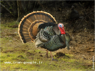 خرید و فروش بوقلمون و جوجه بوقلمون، 09121509421