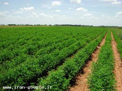 تأمین کننده کود و سولفات كشاورزي